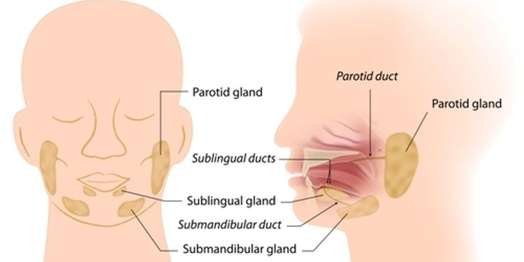 Illustration of salivary glands