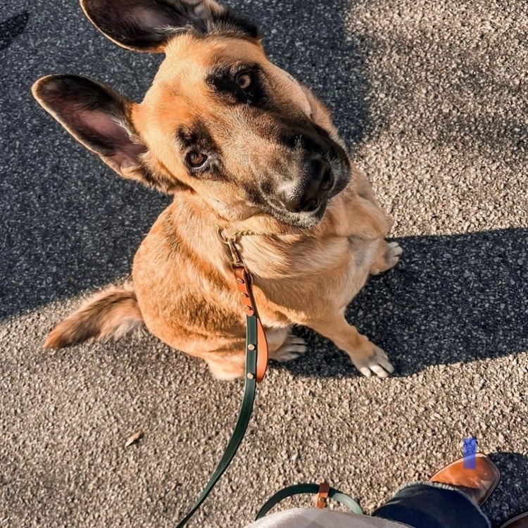 30+ Ways Your Dog Is Communicating with You